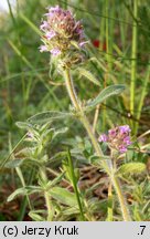 Thymus austriacus (macierzanka austriacka)