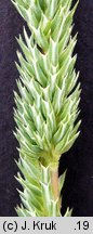 Phleum phleoides (tymotka Boehmera)