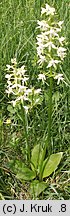 Platanthera bifolia (podkolan biały)