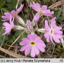 Primula farinosa (pierwiosnek omączony)