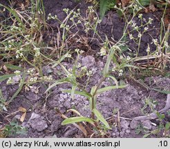 Valerianella rimosa (roszpunka bruzdkowana)