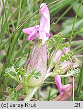 Pedicularis sylvatica