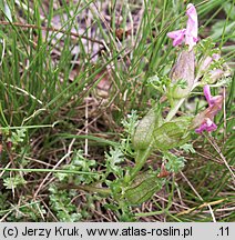 Pedicularis sylvatica