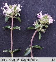 Thymus praecox (macierzanka wczesna)