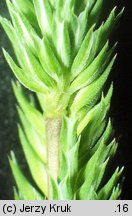 Phleum phleoides (tymotka Boehmera)