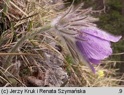 Pulsatilla slavica