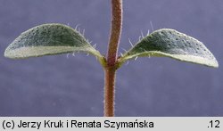 Thymus praecox (macierzanka wczesna)