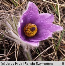 Pulsatilla slavica