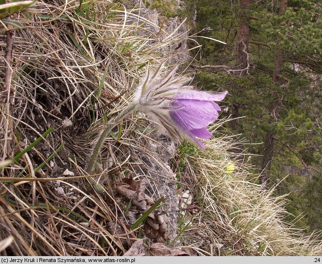 Pulsatilla slavica