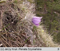 Pulsatilla slavica