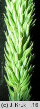 Phleum phleoides (tymotka Boehmera)