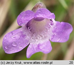 Pinguicula vulgaris ssp. vulgaris (tłustosz pospolity typowy)