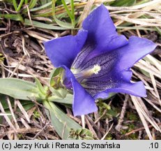 Gentiana clusii