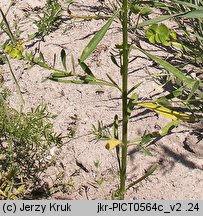 Euphorbia esula (wilczomlecz lancetowaty)