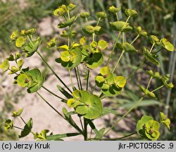 Euphorbia esula (wilczomlecz lancetowaty)