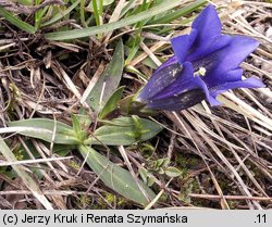 Gentiana clusii