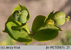 Euphorbia esula (wilczomlecz lancetowaty)