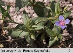 Anagallis foemina (kurzyślad błękitny)