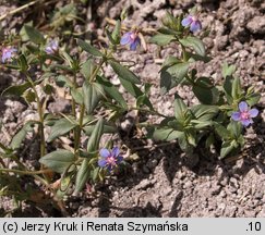 Anagallis foemina (kurzyślad błękitny)