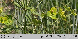 Euphorbia esula (wilczomlecz lancetowaty)