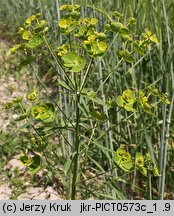 Euphorbia esula (wilczomlecz lancetowaty)