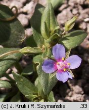 Anagallis foemina (kurzyślad błękitny)