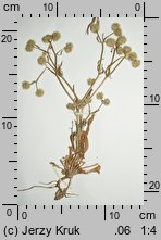 Valerianella coronata (roszpunka koroniasta)