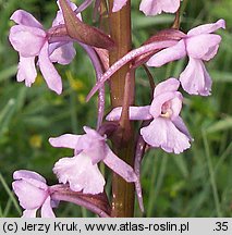 Gymnadenia conopsea ssp. conopsea