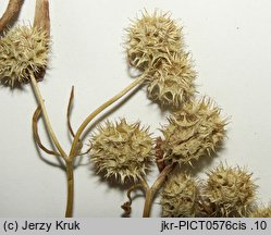 Valerianella coronata (roszpunka koroniasta)