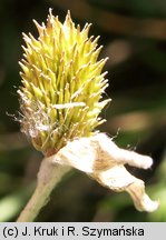 Ranunculus illyricus