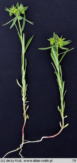 Euphorbia exigua