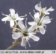 Gypsophila fastigiata (łyszczec baldachogronowy)