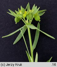 Euphorbia exigua