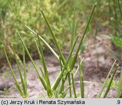 Scandix pecten-veneris (czechrzyca grzebieniowa)