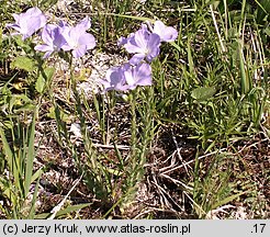 Linum hirsutum