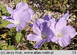 Linum hirsutum