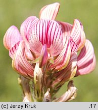 Onobrychis viciifolia (sparceta siewna)