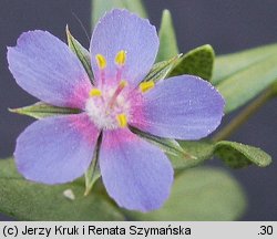 Anagallis foemina (kurzyślad błękitny)