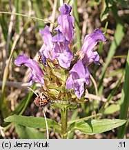 Prunella grandiflora