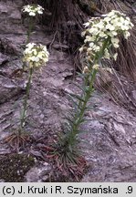 Erysimum wittmannii