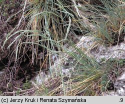 Festuca pallens (kostrzewa blada)