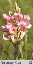 Onobrychis viciifolia (sparceta siewna)