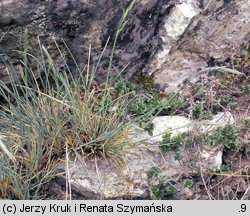 Festuca pallens (kostrzewa blada)