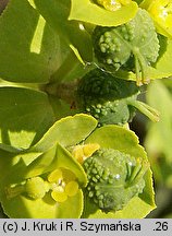 Euphorbia platyphyllos (wilczomlecz szerokolistny)