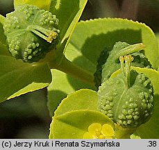 Euphorbia platyphyllos (wilczomlecz szerokolistny)