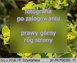 Euphorbia platyphyllos (wilczomlecz szerokolistny)