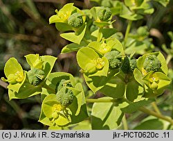 Euphorbia platyphyllos (wilczomlecz szerokolistny)