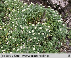 Cardamine amara ssp. opizii (rzeżucha gorzka Opiza)