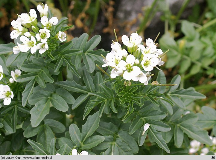 Cardamine amara ssp. opizii (rzeżucha gorzka Opiza)