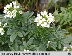 Cardamine amara ssp. opizii (rzeżucha gorzka Opiza)